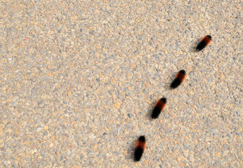 Caterpillar