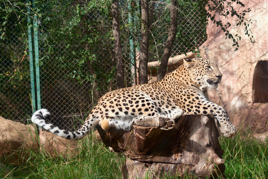 Male leopard (Panthera Pardus) rests