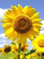 one big sunflower