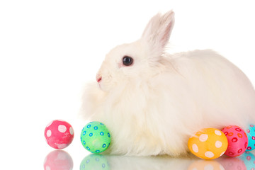 Fluffy white rabbit with eggs isolated on white