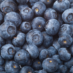many blueberries