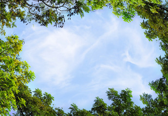 leaf and trees and blue sky