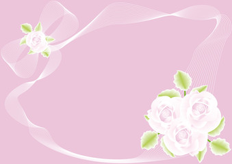 pink rose on pink background 6