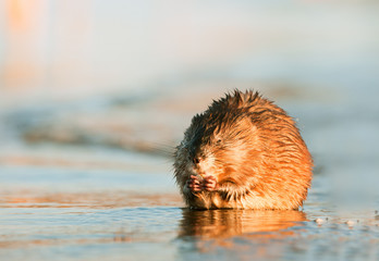 Eating Muskrat