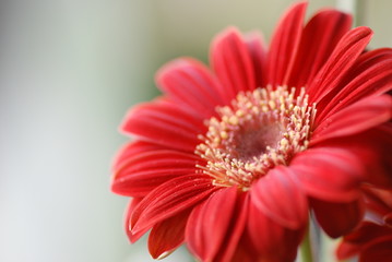 Gerbera