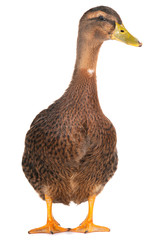duck