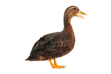 duck