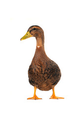 duck