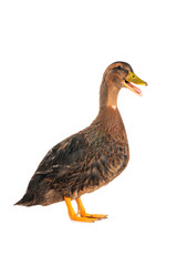 duck