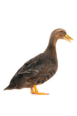 duck