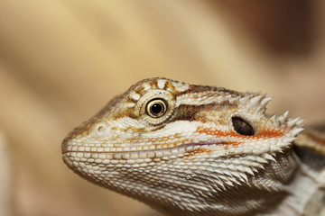 Bearded dragon head