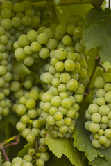 Grapes on a vine in Alsace, France