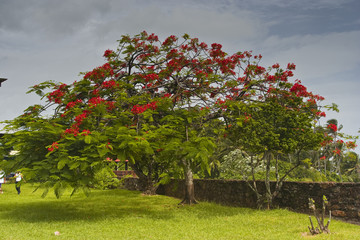 A Royal Poinciana in full bloom on Devil's Island