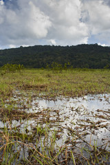 The marshlands of the marais de kaw