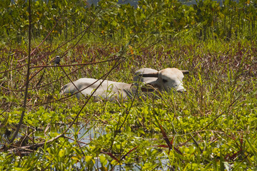 A zebu in the marais de kaw