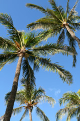 Obraz na płótnie Canvas Palm Trees