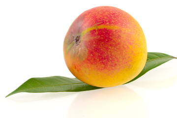mangue
