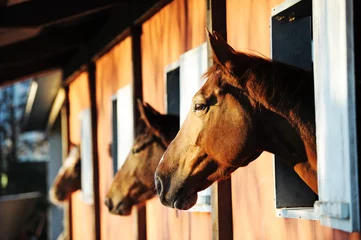 Foto auf Glas Pferde in ihrem Stall © stokkete