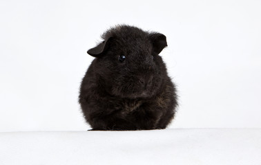 Fototapeta premium Guinea pig