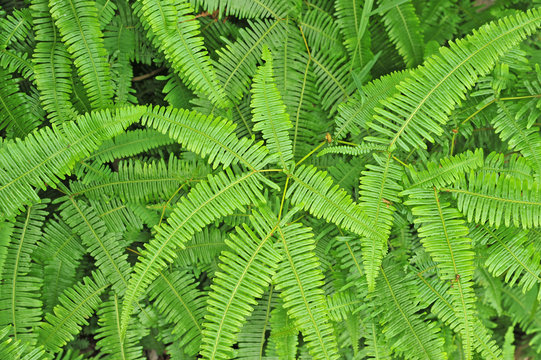 Fern Plants Closeup