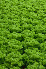 Fototapeta na wymiar vegetables hydroponics farm,Cameron Malaysia