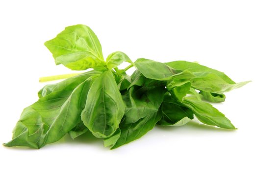 feuilles de basilic sur fond blanc