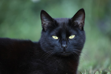 Naklejka na ściany i meble black cat in the grass