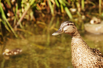 Curious Mallard duck female on a pond