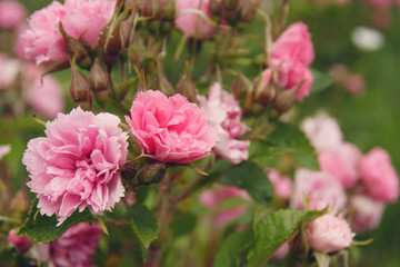 Beautiful pink peony flowers