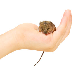 Mouse on arm