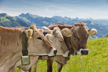 Fototapeta na wymiar brązowy szwajcarskie krowy