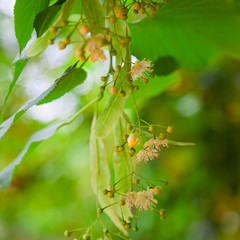 Lime-tree blossoms