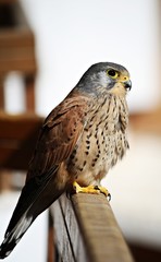 Turmfalke