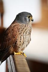 Turmfalke