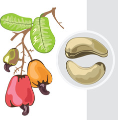 Cashew. Branch with fruits and leaves. Vector illustration.
