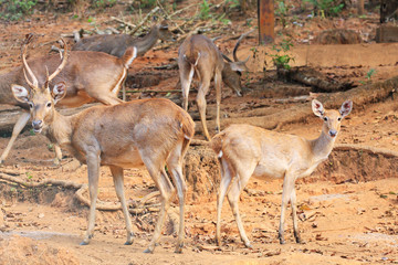 barking deer in zoo