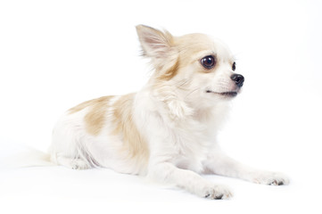 Obraz premium beautiful chihuahua dog on white background