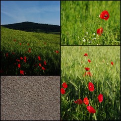 Poppy field, collage