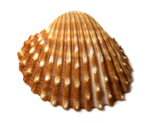 sea shell close up