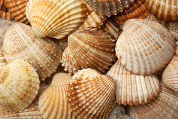 sea shells background
