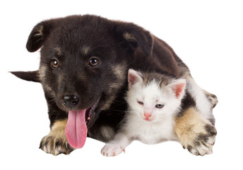 Fototapeta na wymiar puppy and cat