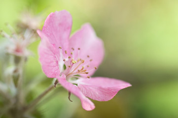 Obraz premium Pink apple blossom close-up