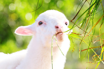 baby white sheep in field