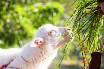 baby white sheep in field