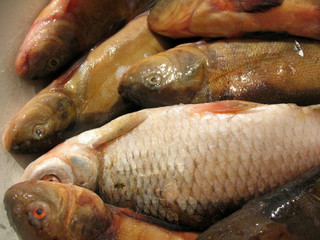 Fresh water fish in a bowl