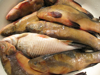 Fresh water fish in a bowl
