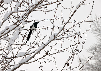 Black-billed magpie (Pica hudsonia) perched on a tree