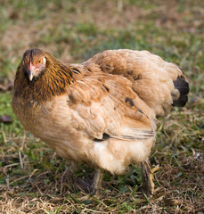 Daytime hen