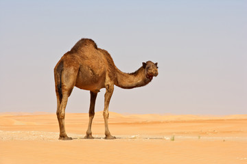 Empty Quarter Camel