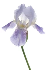 Papier Peint photo autocollant Iris iris